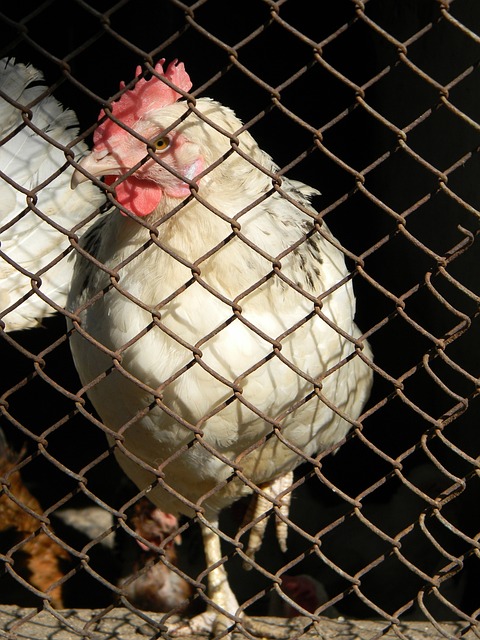 强大的韧性 强大的韧性