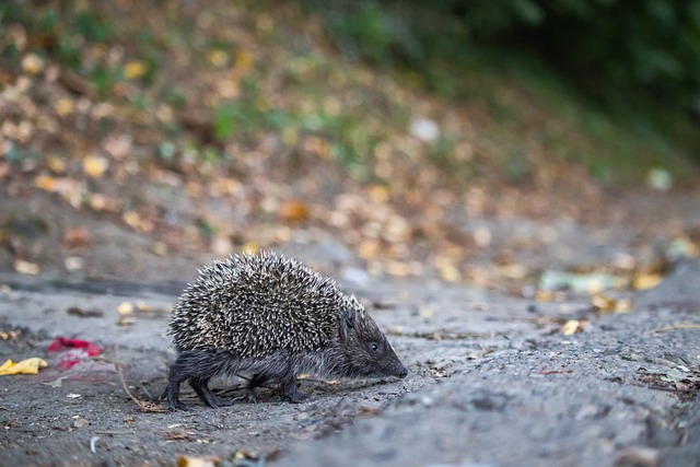英格兰队客 英格兰队客